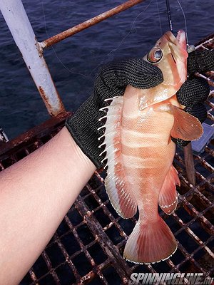 Изображение 1 : Рыбалка на красном море